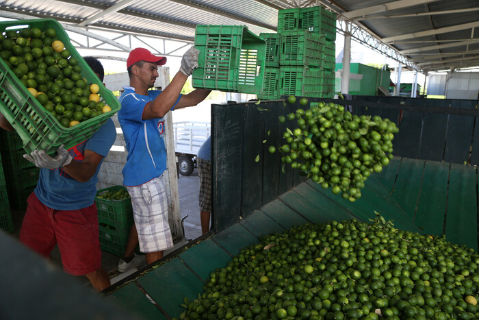 Bedolla niega cierre de empaques limoneros