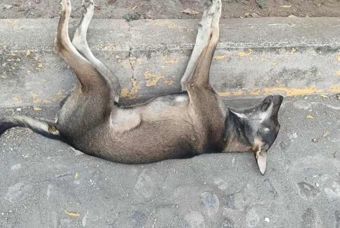 Bedolla propone elevar derechos de animales a rango constitucional