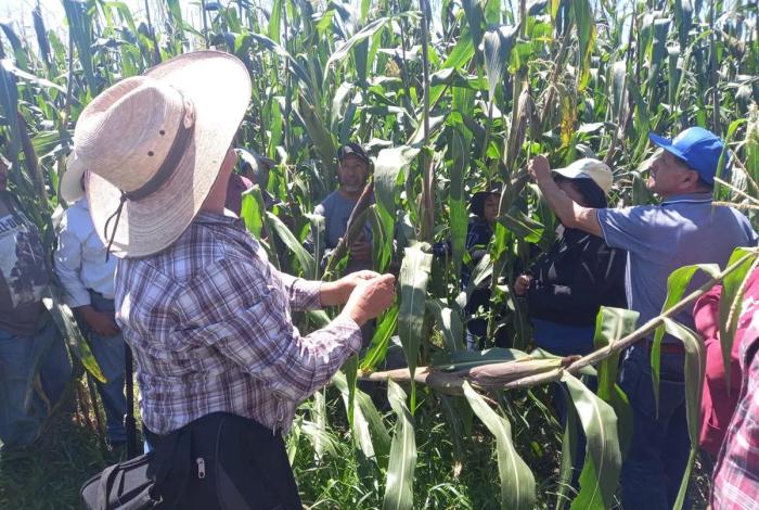 Bedolla propone precios justos del maíz a Sheinbaum