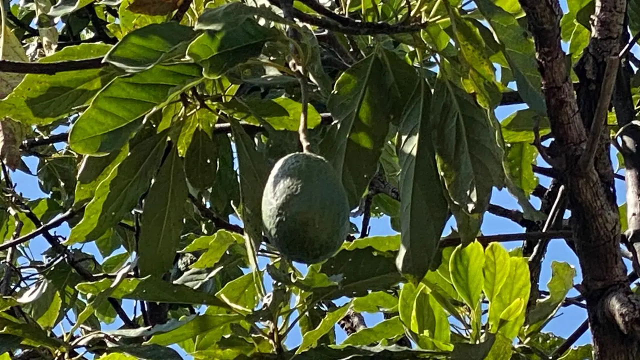 Blindaje a productores de aguacate y limón prioridad del Plan Michoacán