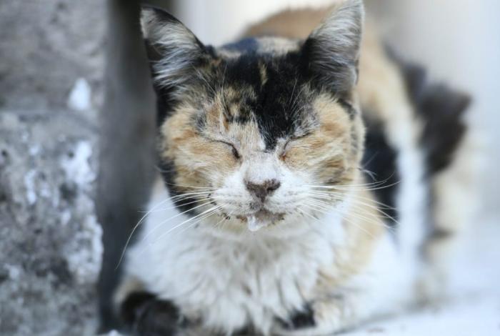 Bloqueo y desacato: tres mujeres impiden intervención del IMPA en colonia felina del panteón