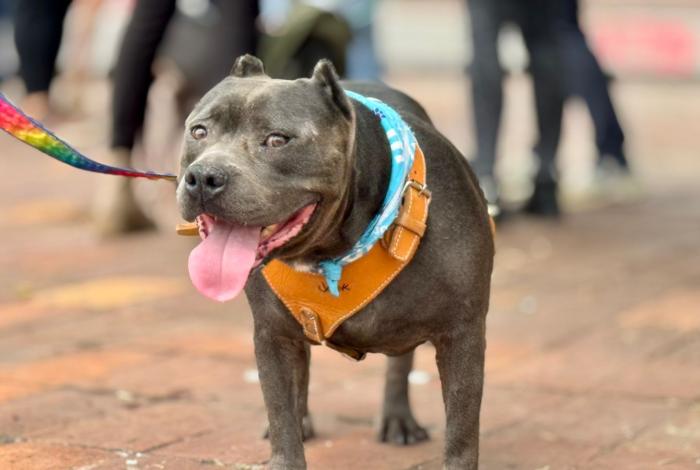 Buscarán que Festivales en Morelia promuevan adopción y tenencia responsable de lomitos