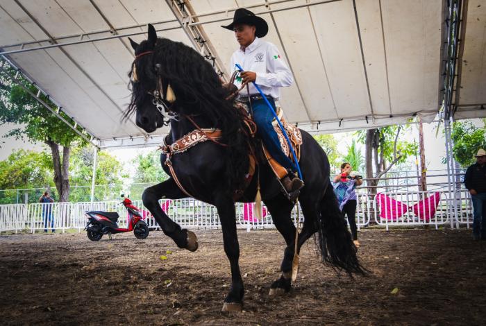 Caballos bailadores: tortura disfrazada de cultura, acusan colectivos