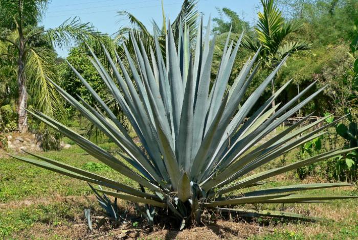 Caída de precios de agave deja campos abandonados y plagas en México, dicen tequileros
