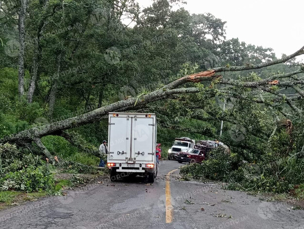 Caída de un árbol bloquea la circulación en carretera a Mil Cumbres