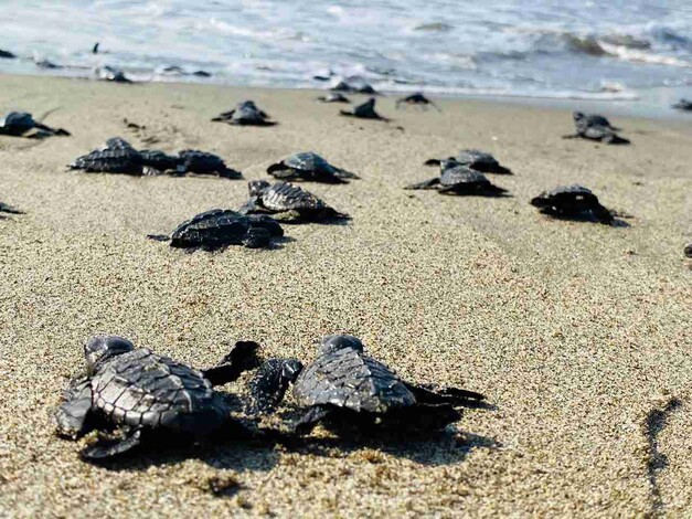 Cambio climático, robo de huevos y uso de vehículos Rzr acaban con la tortuga Golfina en Michoacán