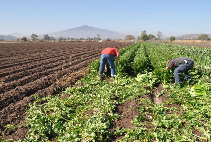 Cambios de clima no han dañado cultivos en Morelia