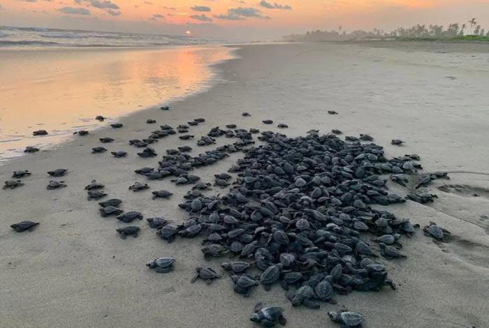 Campamentos tortugueros liberan más de 500 mil crías en un mes: Compesca