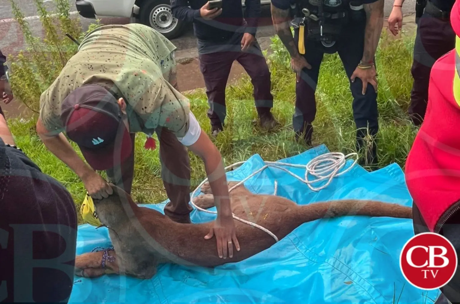Capturan al “Puma” qué me rodeaba en Pátzcuaro