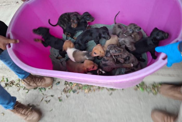 Catean ‘casa del horror’ en Marcos Castellanos: rescatan 114 perros y 10 gatos en graves condiciones