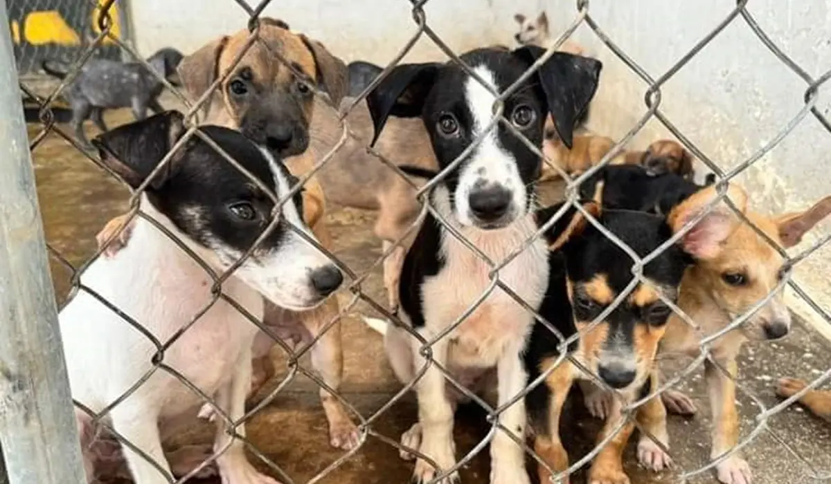 CDMX refuerza combate al maltrato animal con nueva agencia especializada de investigación