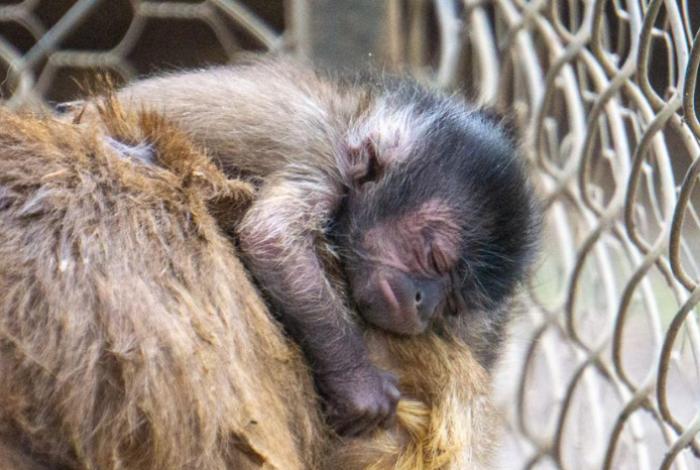 Celebra Zoológico de Morelia el nacimiento de una tierna cría de mono capuchino