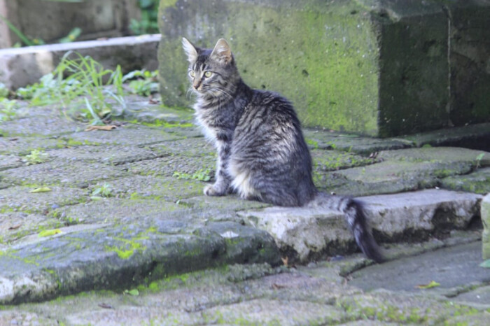 Celebran el Día del Gato con más de 700 mil felinos en los hogares michoacanos