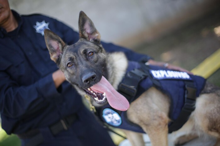 Chantal y Billie, las nuevas agentes caninas de la Guardia Civil