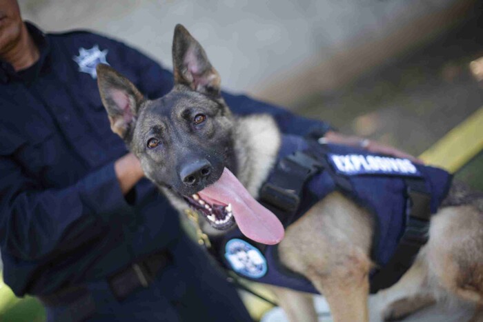 Chantal y Billie, las nuevas agentes caninas de la Guardia Civil