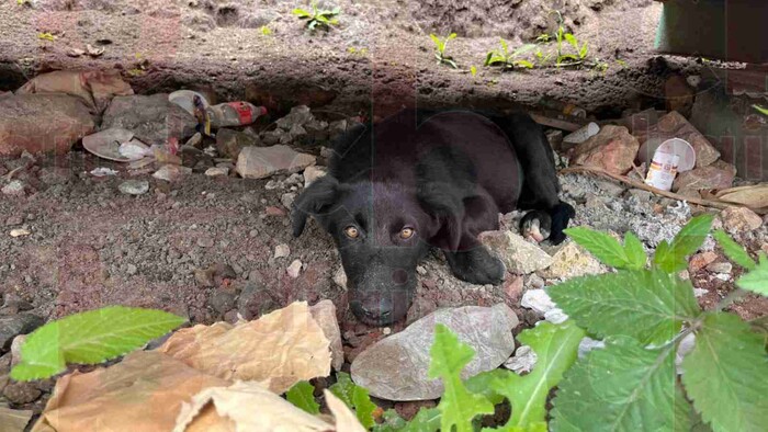 Ciudad Salud y Antiguo Recinto Ferial, zonas de abandono de perros y gatos