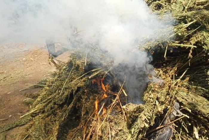 Coahuayana: Destruyen plantío y aseguran 50 kg de marihuana en Palos Marías
