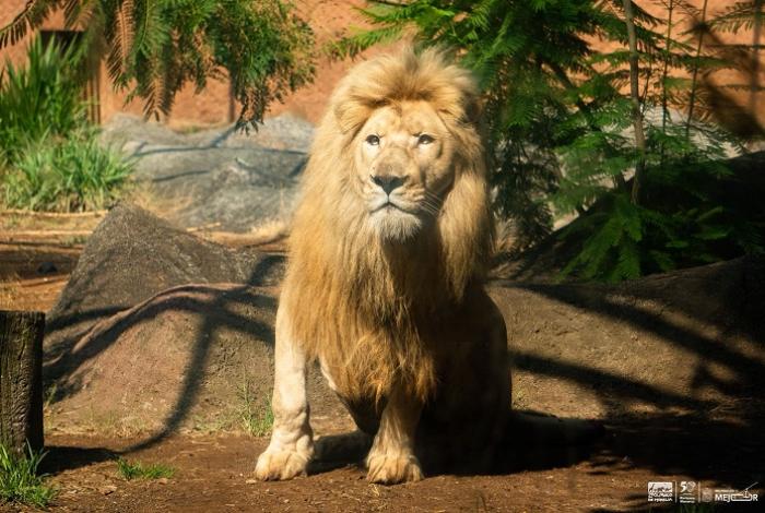 Cola mutilada de León Blanco no presenta ningún riesgo, está en perfecto estado: Zoológico de Morelia