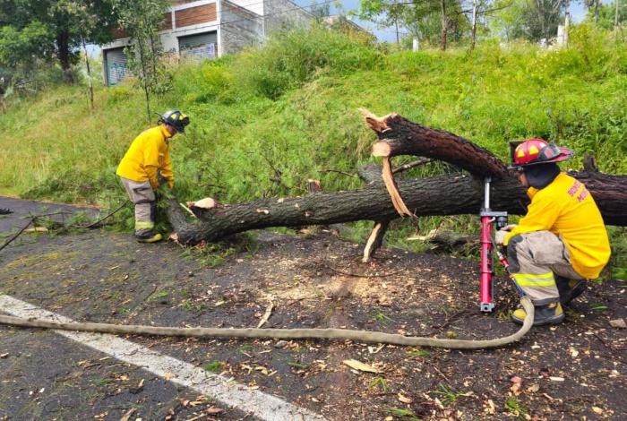 Colapsa árbol gigante en la Morelia-Pátzcuaro