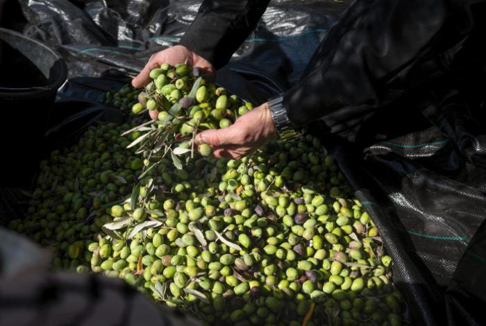Colonos israelíes incendian y arrancan decenas de olivos en Cisjordania en plena recolecta