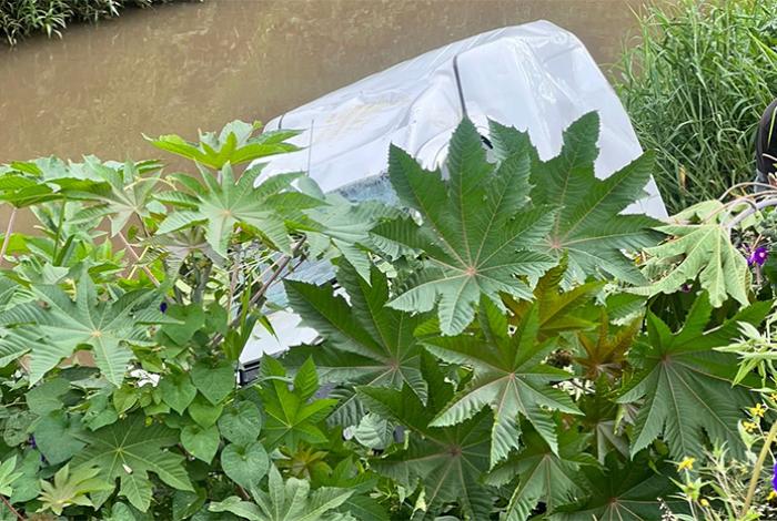 “Comenzó a gritar auxilio”: Joven que conducía una RAM cae al río en Morelia