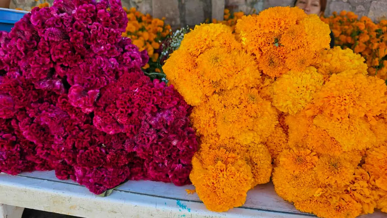 Comerciantes contemplan buenas ventas de flor de cempasúchil en el marco del Día de Muertos