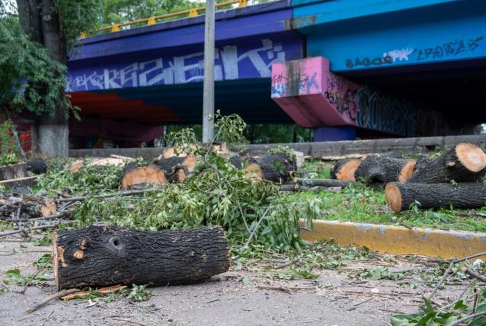 Comienza corte de árboles en Tres Puentes; organización plantea amparo