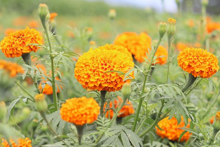 Comienzan a brotar las flores para el Día de Muertos en Copándaro