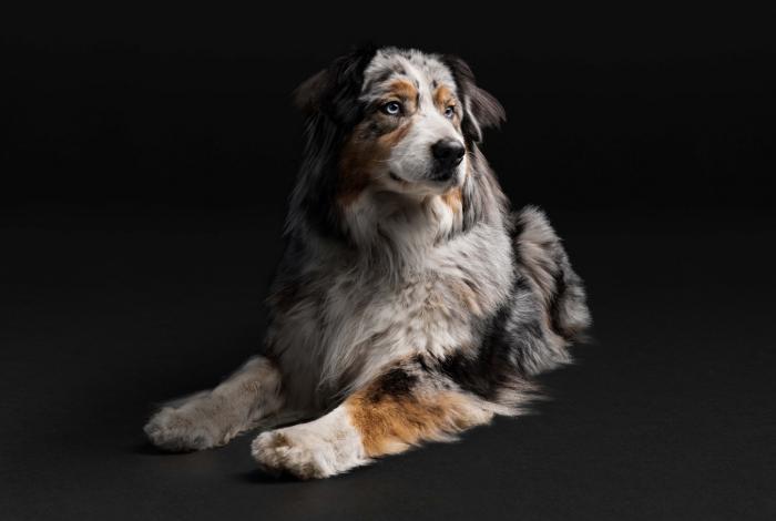 ¿Cómo prolongar la expectativa y calidad de vida de mi perro?