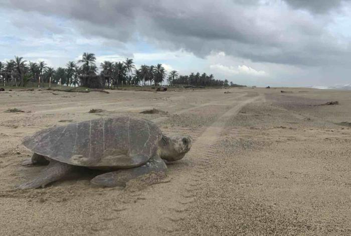 Compesca concluye entrega de apoyos a campamentos tortugueros en la costa michoacana