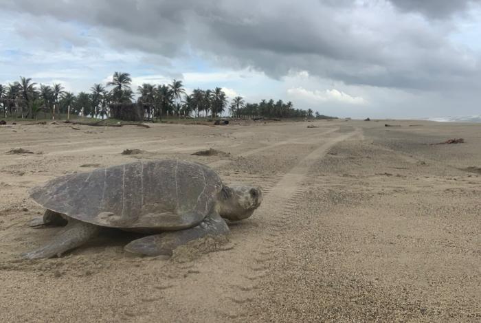 Compesca concluye entrega de apoyos a campamentos tortugueros en la costa michoacana