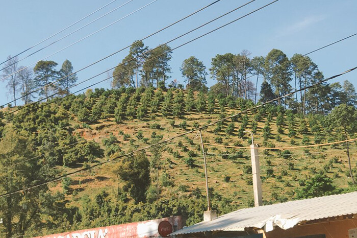 Comunidades indígenas avanzan en certificación de huertas de aguacate: Ramírez Bedolla