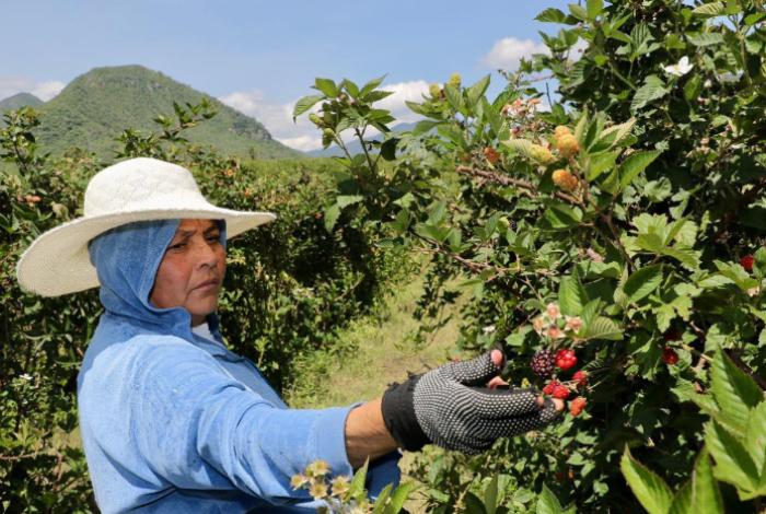 Con 242 mil toneladas, Michoacán encabeza la producción de zarzamora en México: Bedolla