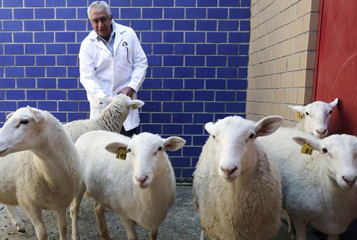 Con el primer borrego clonado, México inicia una nueva era de biotecnología animal