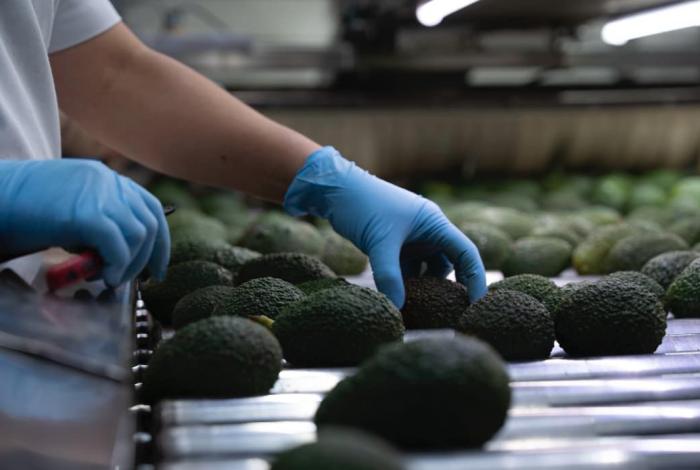 Con Guardián Forestal, suman mil predios denunciados por deforestación en Michoacán: Secma