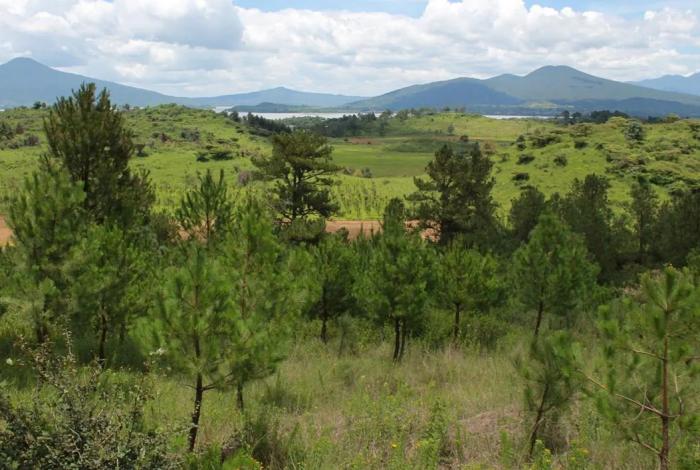 Con producción histórica de planta, Michoacán reforestará 10 millones de árboles: Bedolla