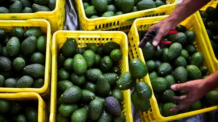 Confirma Bedolla reactivación al 100% de exportación de aguacate a EU