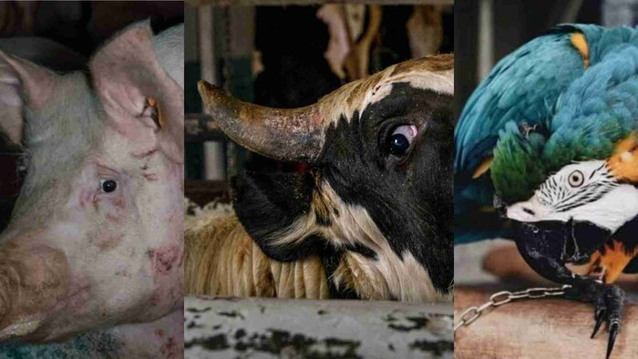 Congreso de CDMX aprueba propuesta para crear el “maltratómetro animal”