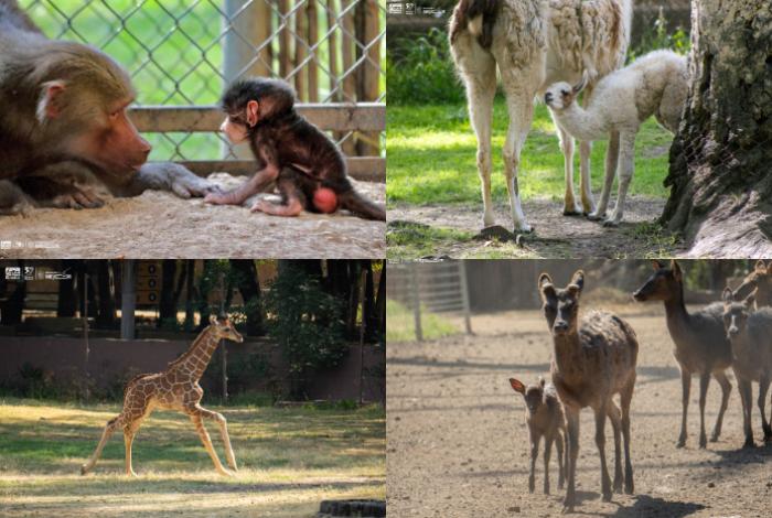 ¡Conoce a los bebés del zoológico de Morelia! Van 61 nacimientos en 2025