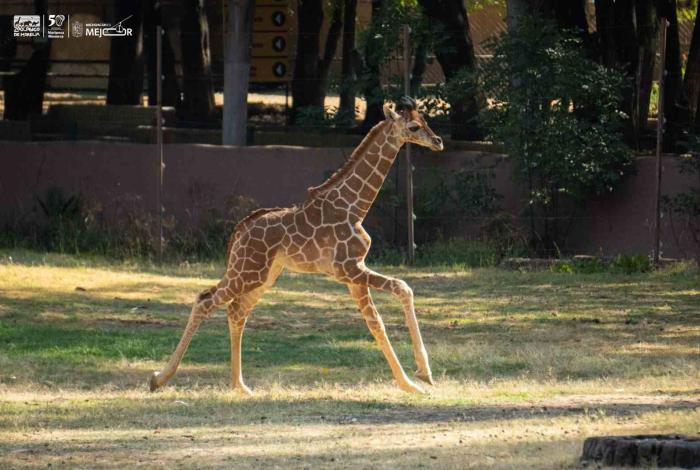 ¡Conoce a los bebés del zoológico de Morelia! Van 61 nacimientos en 2025