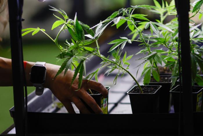 Consumir cannabis en la adolescencia duplica riesgo de trastornos psicóticos y bipolares: estudio