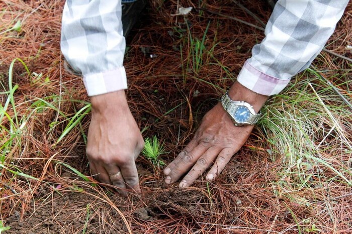 Contamos únicamente con 2.7 millones de árboles para reforestación: Segob