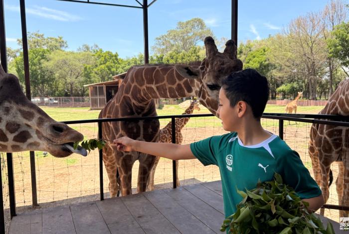 “Contando Manchas”: una experiencia para conocer y alimentar jirafas en el Zoológico de Morelia