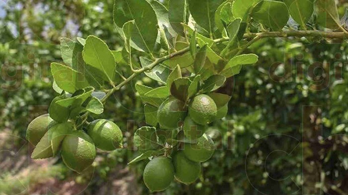 Continua bloqueada parte de la producción del limón en Tierra Caliente