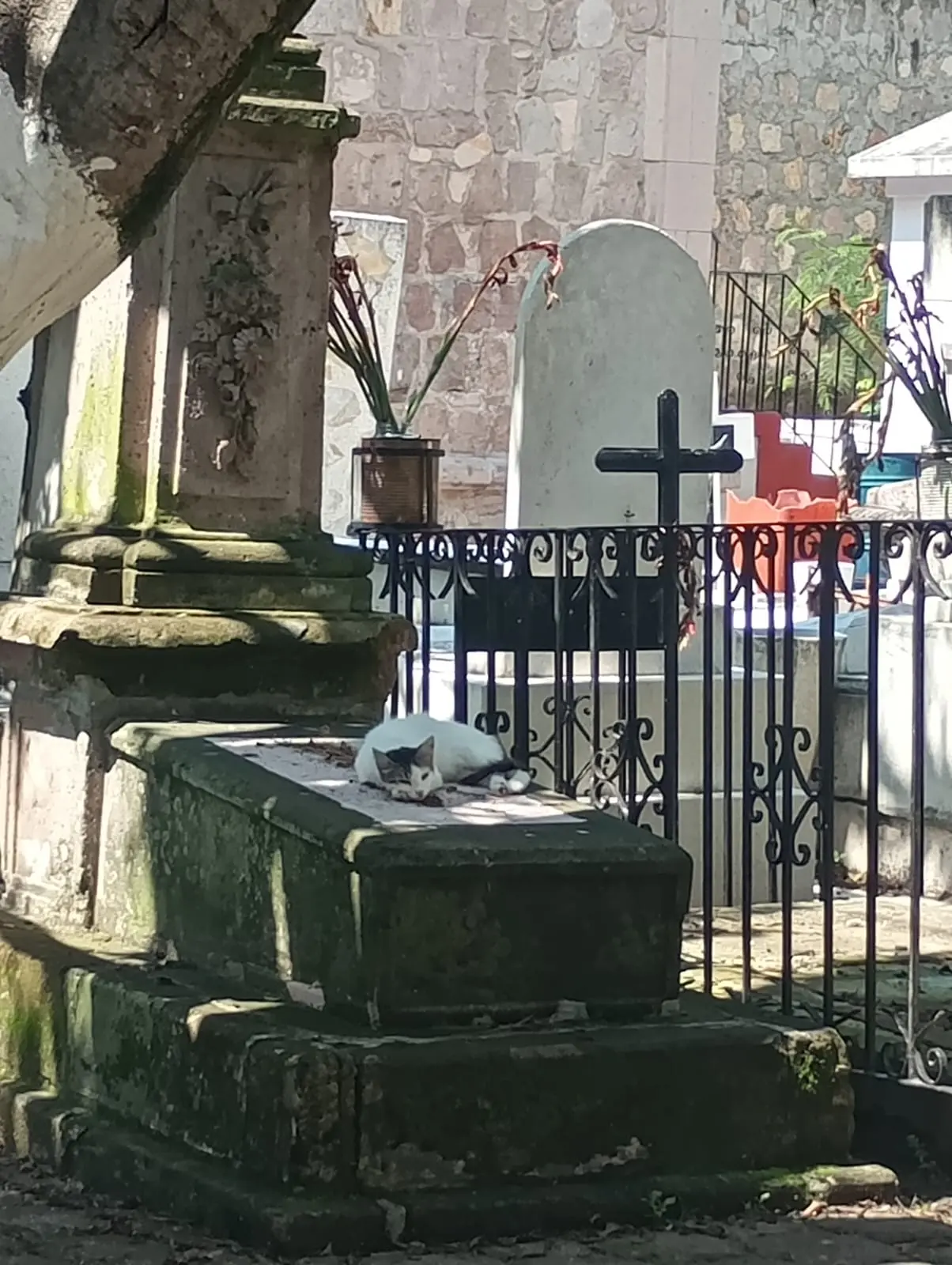 Continúa conflicto por el bienestar de los gatos del Panteón Municipal