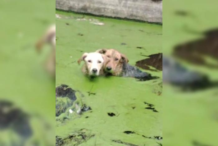 Continúa investigación por perros arrojados en estanque de Zitácuaro