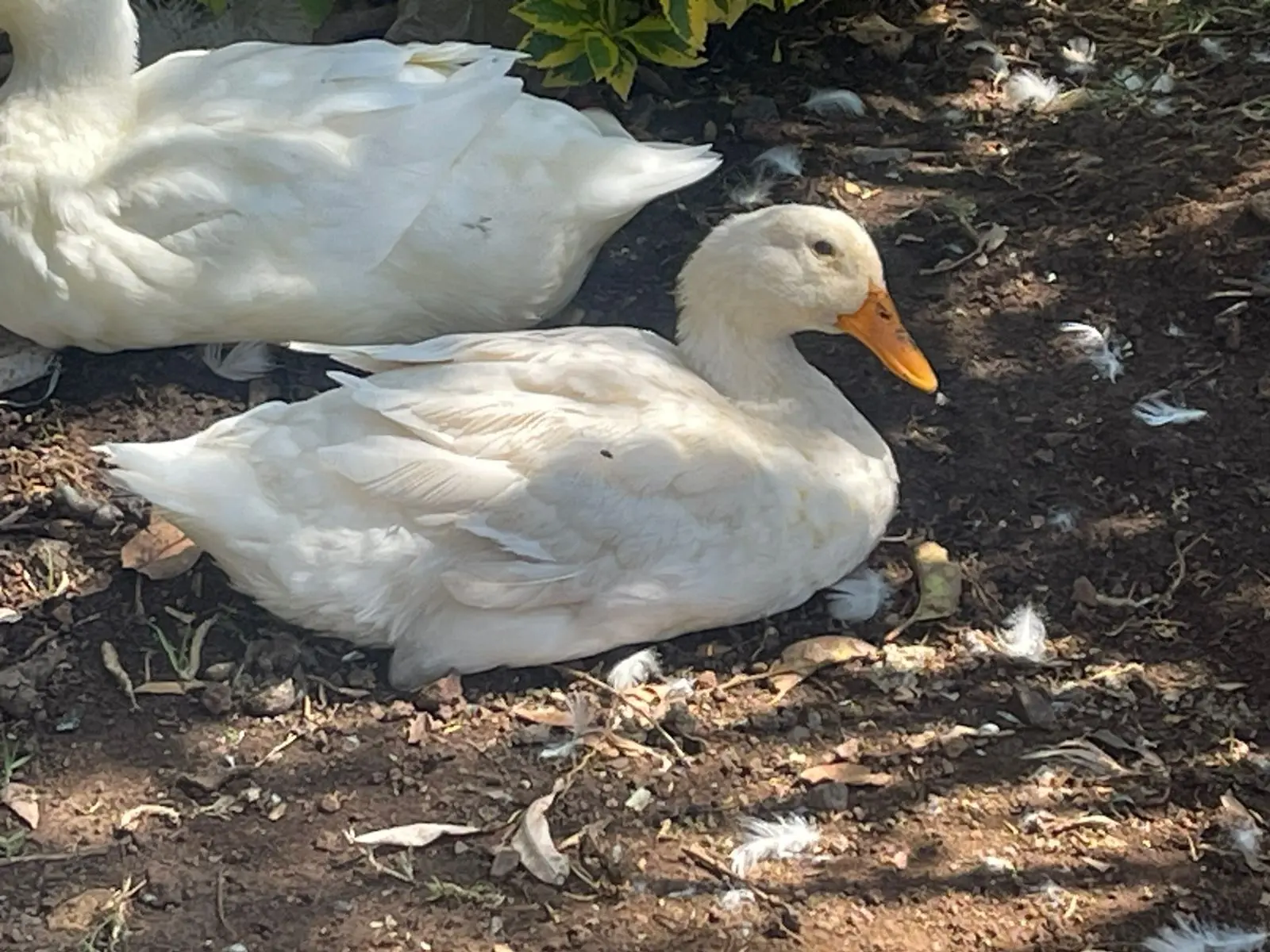 Continúan los trabajos en la emblemática Fuente de los Patos