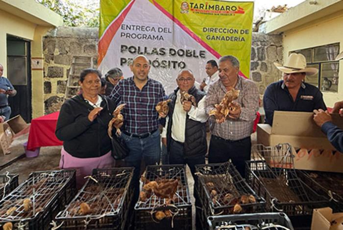 Continúan programas sociales en Tarímbaro: entregan pollitas doble propósito a familias del municipio