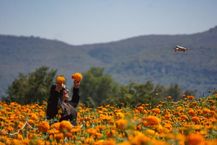 Copándaro cosechará 125 hectáreas de cempasúchil para Día de Fieles Difuntos
