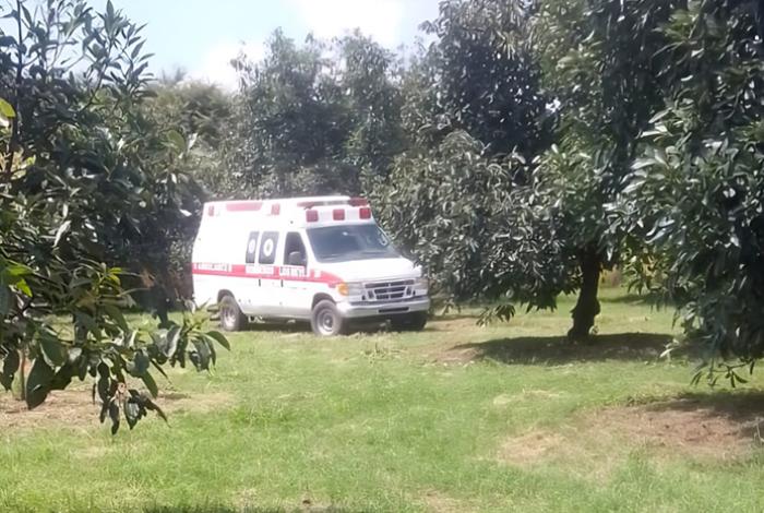 Cortador de aguacate muere electrocutado en una huerta de Los Reyes